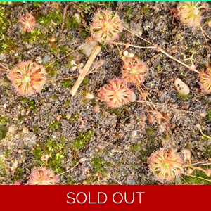 Drosera leucostigma, 10+ gemmae